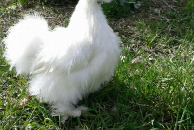 Gà lông lụa – Tìm hiểu thông tin về giống gà kiểng đẹp nhất