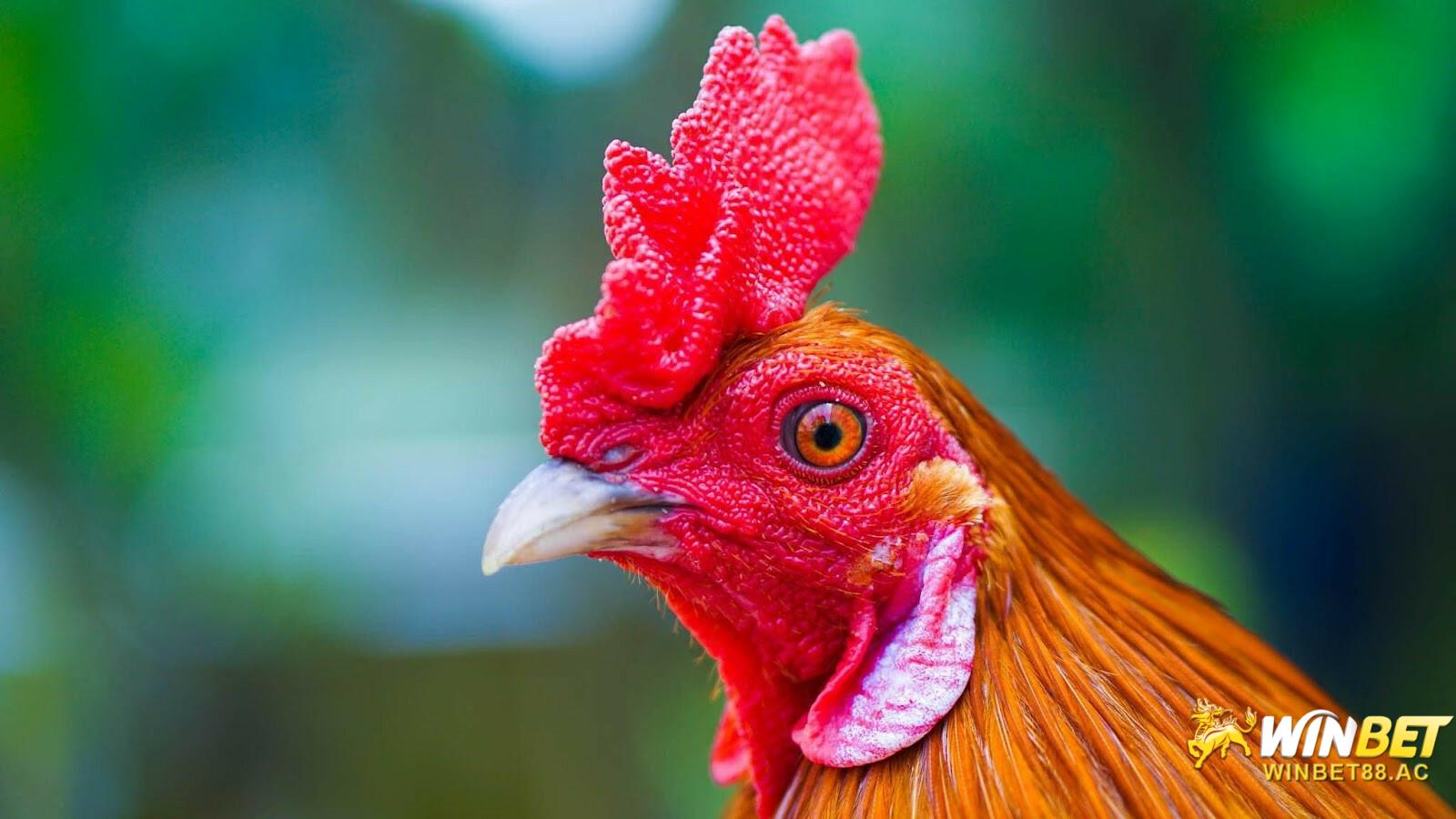 Đặc điểm màu mắt của gà linh kê thần kê phân biệt với những giống gà thông thường khác