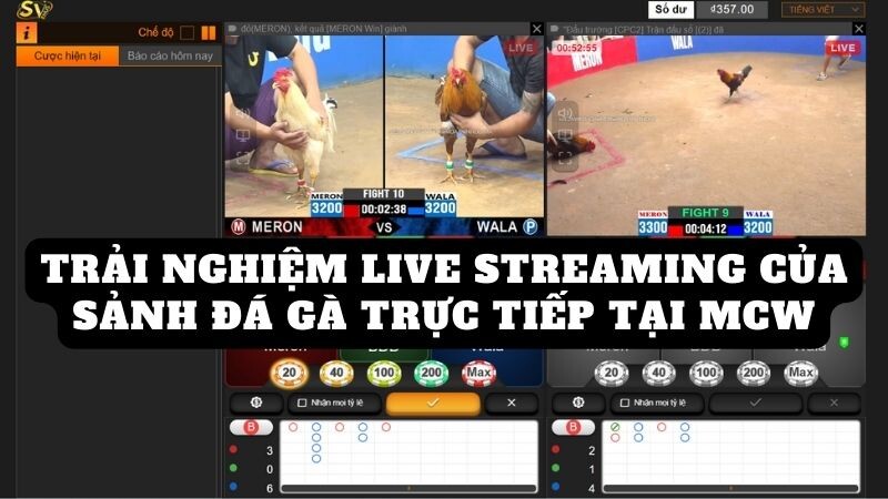 Trải nghiệm live streaming của sảnh đá gà trực tiếp tại mcw
